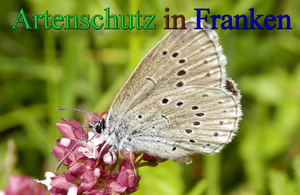 Copyright AiS- Albert Meier Bild zum Eintrag (48115-160)