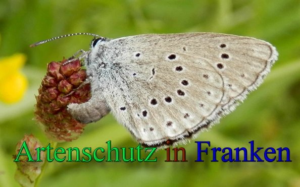 Copyright AiS- Albert Meier Bild zum Eintrag (48116-160)