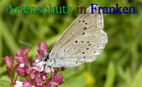 Copyright AiS- Albert Meier Bild zum Eintrag (48117-160)