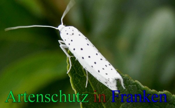 Copyright AiS- Albert Meier Bild zum Eintrag (48129-160)
