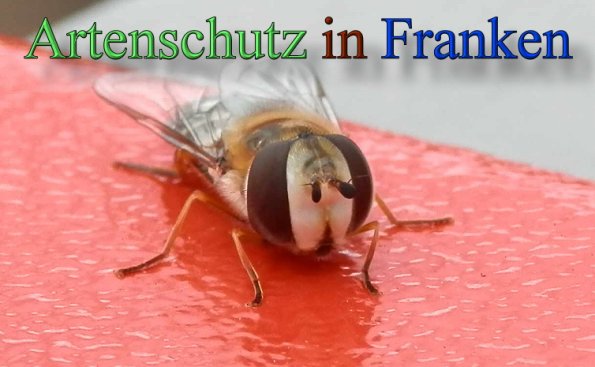 Copyright AiS- Albert Meier Bild zum Eintrag (48141-160)