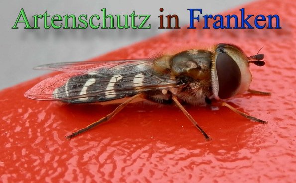 Copyright AiS- Albert Meier Bild zum Eintrag (48142-160)