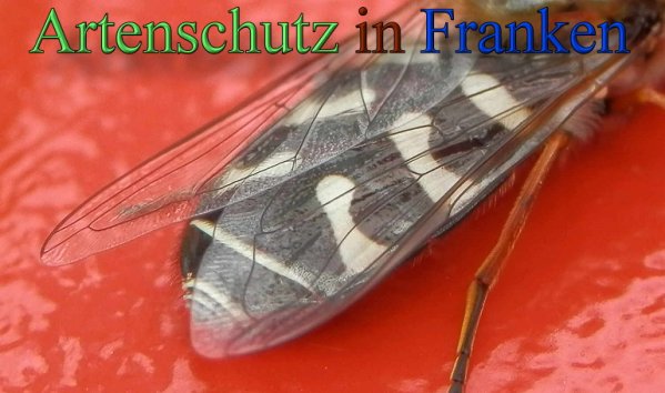 Copyright AiS- Albert Meier Bild zum Eintrag (48143-160)