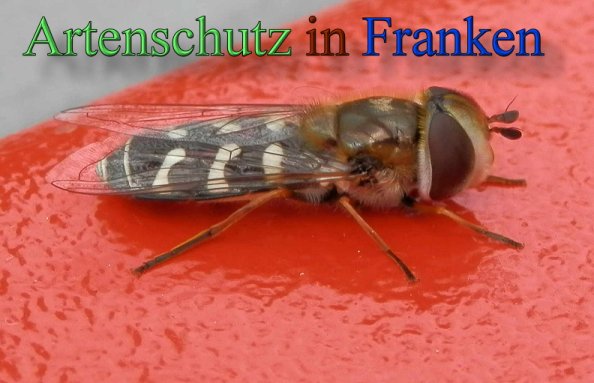 Copyright AiS- Albert Meier Bild zum Eintrag (48145-160)