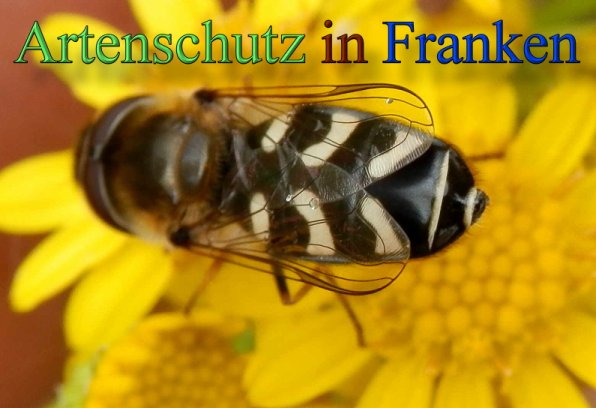 Copyright AiS- Albert Meier Bild zum Eintrag (48146-160)