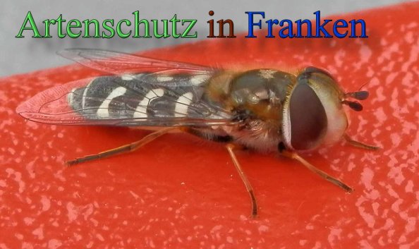 Copyright AiS- Albert Meier Bild zum Eintrag (48147-160)