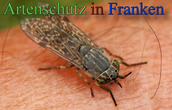 Copyright AiS- Albert Meier Bild zum Eintrag (48155-160)