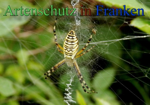 Copyright AiS- Albert Meier Bild zum Eintrag (48158-160)