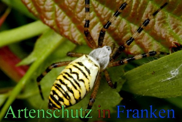 Copyright AiS- Albert Meier Bild zum Eintrag (48159-160)