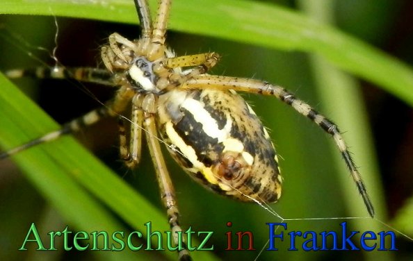 Copyright AiS- Albert Meier Bild zum Eintrag (48160-160)