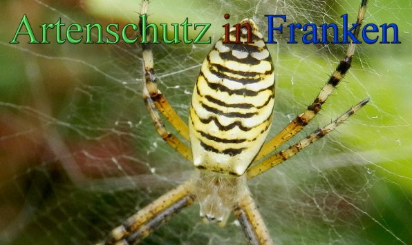 Copyright AiS- Albert Meier Bild zum Eintrag (48161-160)