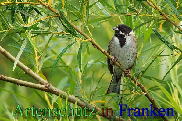 Copyright AiS- Ulrich Rösch Bild zum Eintrag (48187-160)