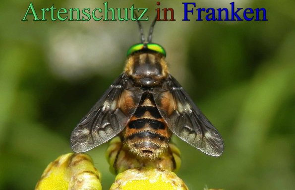 Copyright AiS- Albert Meier Bild zum Eintrag (48252-160)