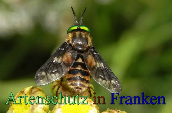 Copyright AiS- Albert Meier Bild zum Eintrag (48253-160)