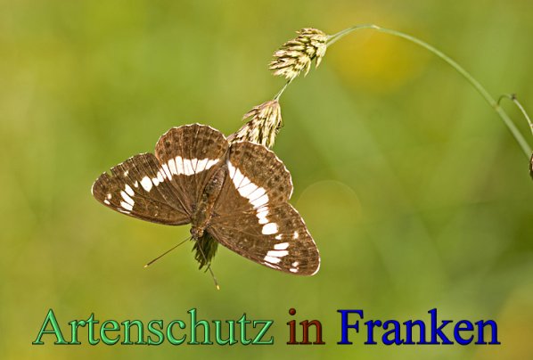 Copyright AiS-Klaus Sanwald Bild zum Eintrag (48256-160)