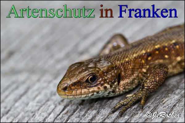 Copyright AiS-Johannes Rother Bild zum Eintrag (48282-160)