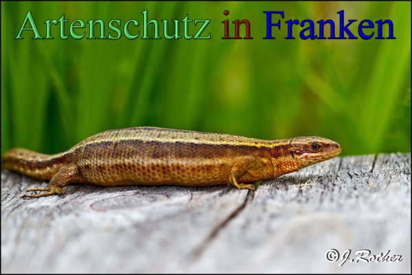 Copyright AiS-Johannes Rother Bild zum Eintrag (48284-160)