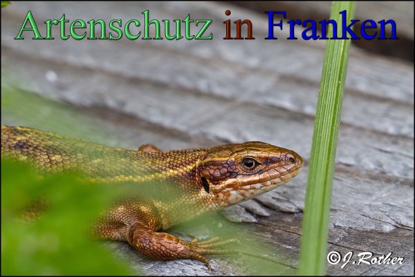 Copyright AiS-Johannes Rother Bild zum Eintrag (48285-160)