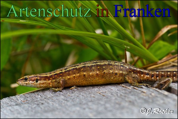 Copyright AiS-Johannes Rother Bild zum Eintrag (48286-160)
