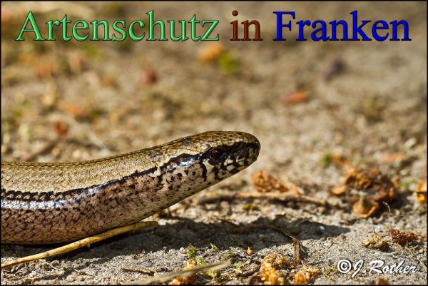 Copyright AiS-Johannes Rother Bild zum Eintrag (48291-160)