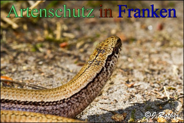 Copyright AiS-Johannes Rother Bild zum Eintrag (48292-160)