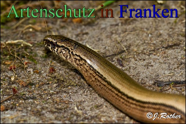 Copyright AiS-Johannes Rother Bild zum Eintrag (48293-160)