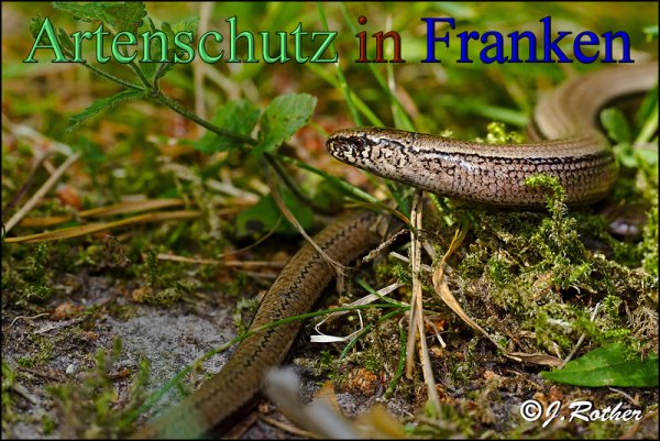 Copyright AiS-Johannes Rother Bild zum Eintrag (48294-160)