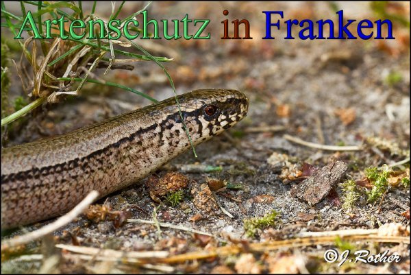 Copyright AiS-Johannes Rother Bild zum Eintrag (48295-160)