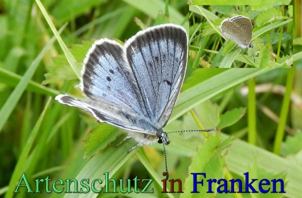 Copyright AiS- Albert Meier Bild zum Eintrag (48300-160)