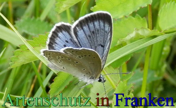 Copyright AiS- Albert Meier Bild zum Eintrag (48302-160)