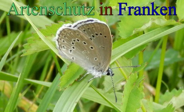 Copyright AiS- Albert Meier Bild zum Eintrag (48303-160)