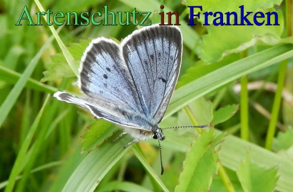 Copyright AiS- Albert Meier Bild zum Eintrag (48304-160)