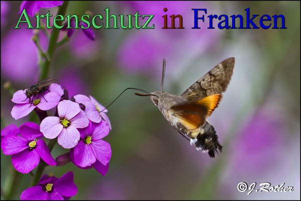 Copyright AiS-Johannes Rother Bild zum Eintrag (48319-160)