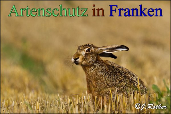Copyright AiS-Johannes Rother Bild zum Eintrag (48324-160)
