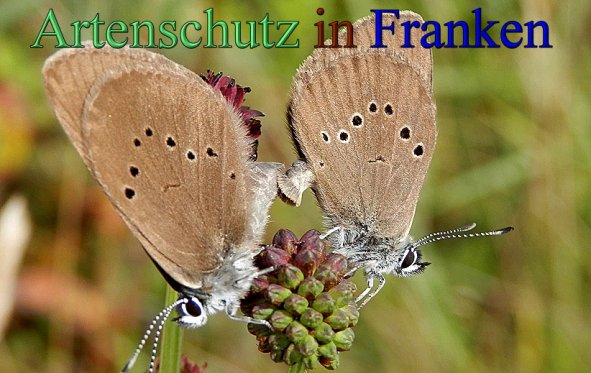 Bild zum Eintrag (48330-160)