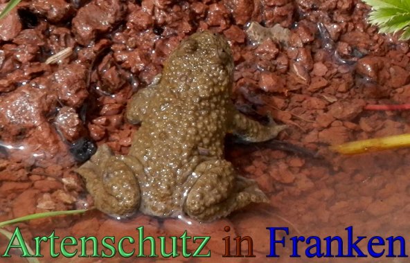 Copyright AiS- Albert Meier Bild zum Eintrag (48334-160)