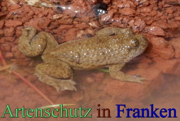 Copyright AiS- Albert Meier Bild zum Eintrag (48335-160)