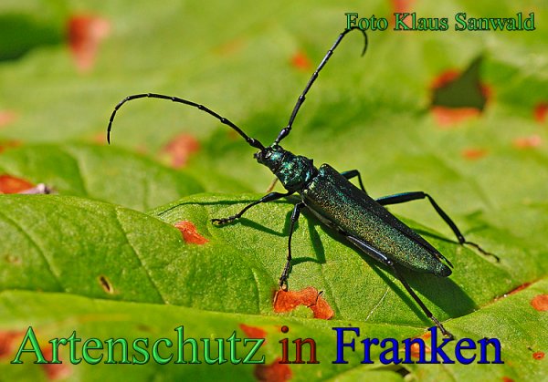 Copyright AiS - Klaus Sanwald Bild zum Eintrag (48369-160)