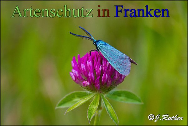Copyright AiS-Johannes Rother Bild zum Eintrag (48374-160)