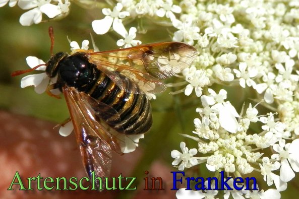 Copyright AiS- Albert Meier Bild zum Eintrag (48409-160)