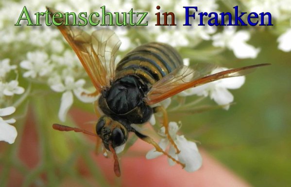Copyright AiS- Albert Meier Bild zum Eintrag (48410-160)