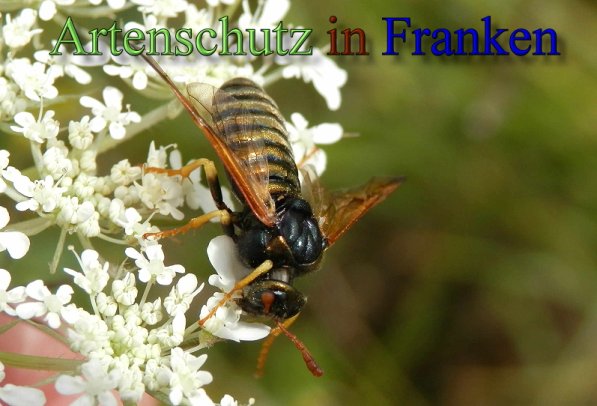 Copyright AiS- Albert Meier Bild zum Eintrag (48411-160)