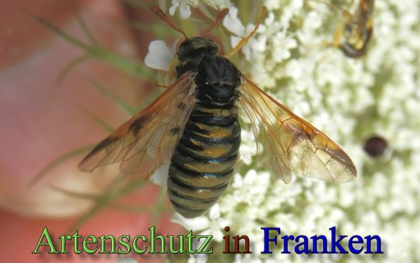 Copyright AiS- Albert Meier Bild zum Eintrag (48412-160)