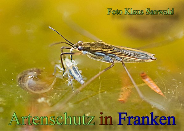 Copyright AiS - Klaus Sanwald Bild zum Eintrag (48467-160)