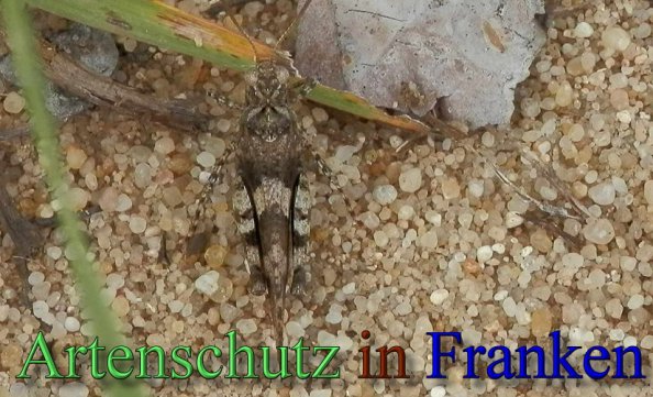 Copyright AiS- Albert Meier Bild zum Eintrag (48486-160)