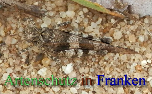 Copyright AiS- Albert Meier Bild zum Eintrag (48487-160)