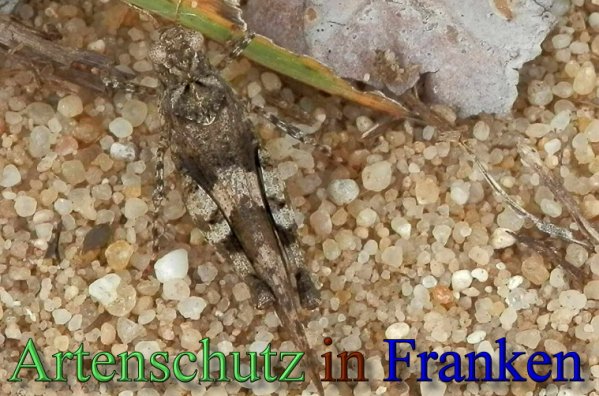 Copyright AiS- Albert Meier Bild zum Eintrag (48490-160)