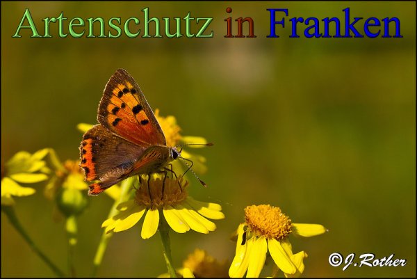 Copyright AiS-Johannes Rother Bild zum Eintrag (48535-160)