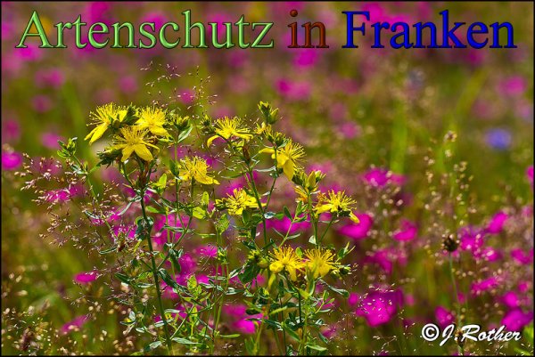 Copyright AiS-Johannes Rother Bild zum Eintrag (48537-160)