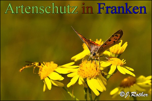 Copyright AiS-Johannes Rother Bild zum Eintrag (48538-160)